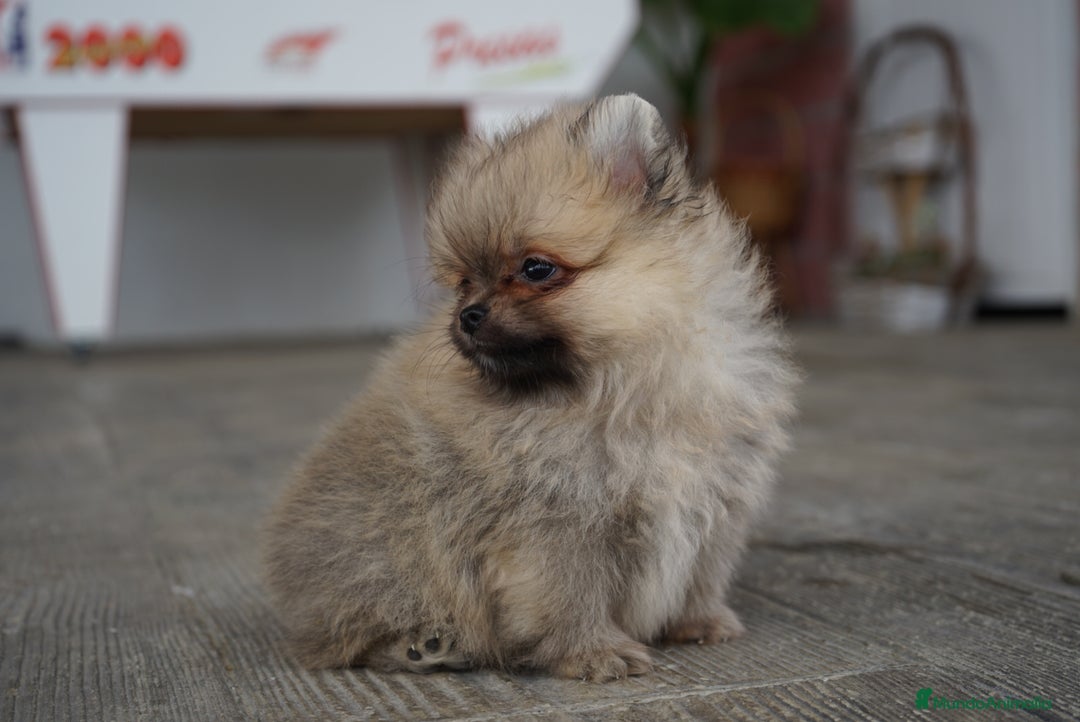 Pomerania perros en venta: 🐾 Sparky y Amapola – Pomerania miniatura 🐾 - Imagen 7