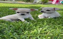 Chihuahua perros en venta: CHIHUAHUA MACHO - Imagen 11
