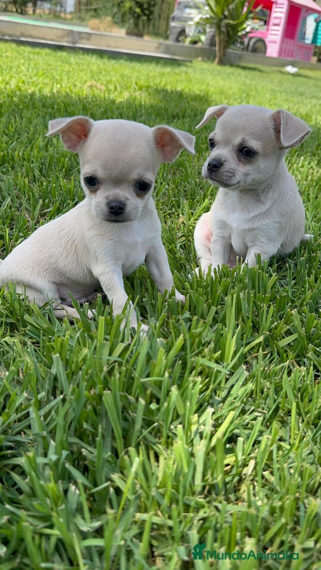 Chihuahua perros en venta: CHIHUAHUA MACHO - Imagen 11