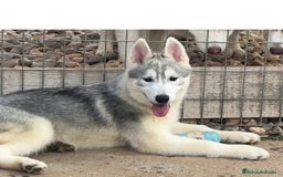 Husky Siberiano perros en venta: Camada de huskys siberianos - Imagen 1