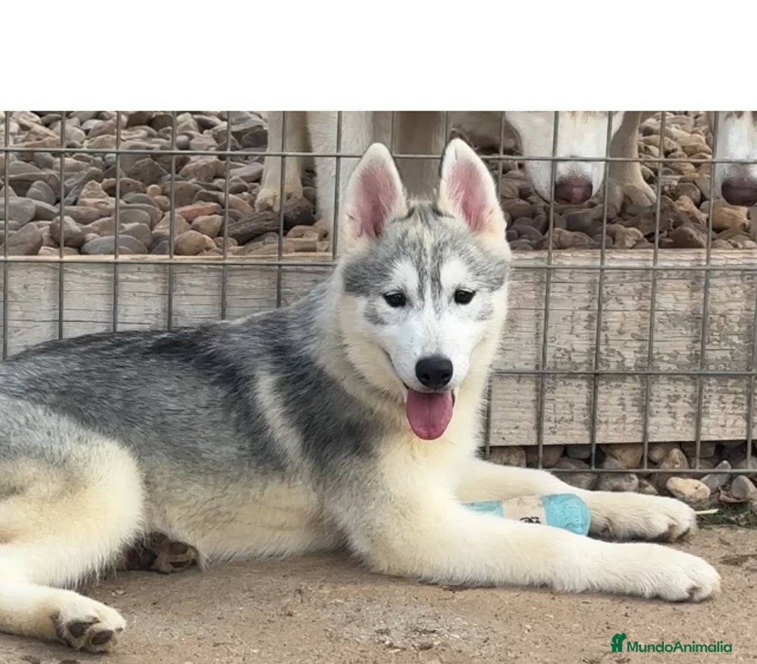 Husky Siberiano perros en venta: Camada de huskys siberianos - Imagen 1