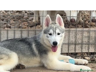 Husky Siberiano perros - Anuncio 4