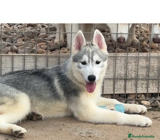 Husky Siberiano perros - Anuncio 10