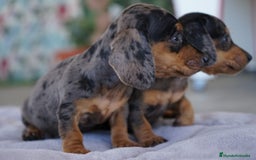 Teckel Miniatura perros en venta: 🐾 Rafaela y Molly – Teckel miniatura merlé🌌 - Imagen 5