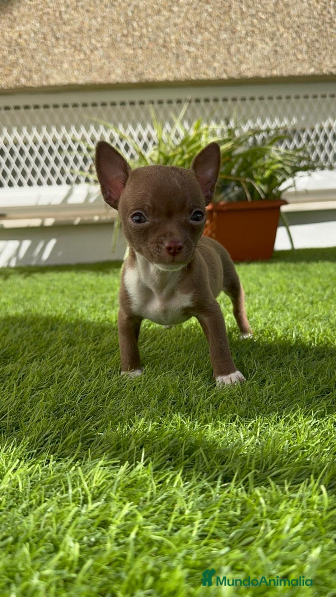 Chihuahua perros en venta: CHIHUAHUA HEMBRA - Anuncio 14