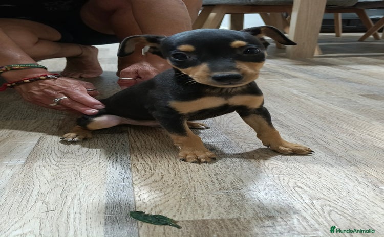 Pinscher Miniatura perros - Anuncio 1