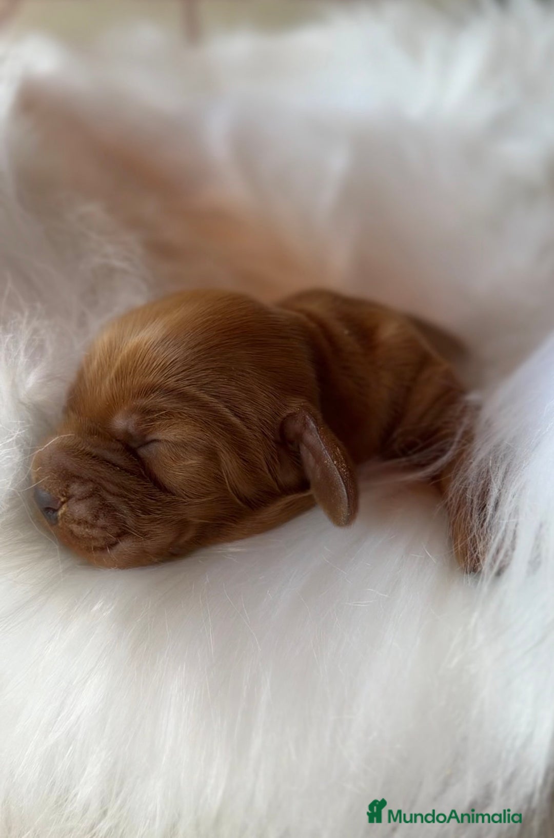 Cocker Spaniel Inglés perros en venta: Cocker macho dorsal intenso  - Imagen 3