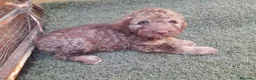 Perro de Agua Español perros en venta: Excelente último cachorrito perro de agua Español - Anuncio 3
