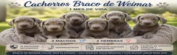 Weimaraner perros en venta: Cachorritos de Weimaraner disponibles! en Castellón - Anuncio 10