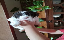 Perro de Agua Español perros en venta: Hembras - Imagen 3