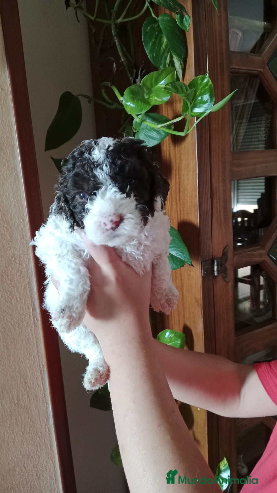 Perro de Agua Español perros en venta: Hembras - Imagen 3