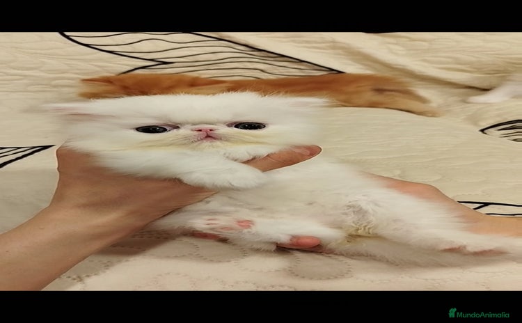Persa gatos - Anuncio 4