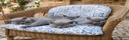 Británico de Pelo Corto gatos en venta: Gato British shorthair  - Anuncio 6