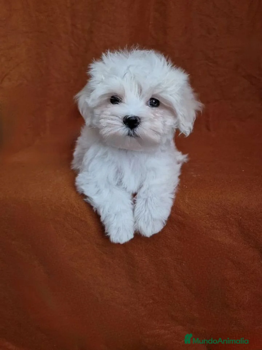 Bichón Maltés perros en venta: Macho 70 coreano 2 kilos ,200 5meses  - Anuncio 2