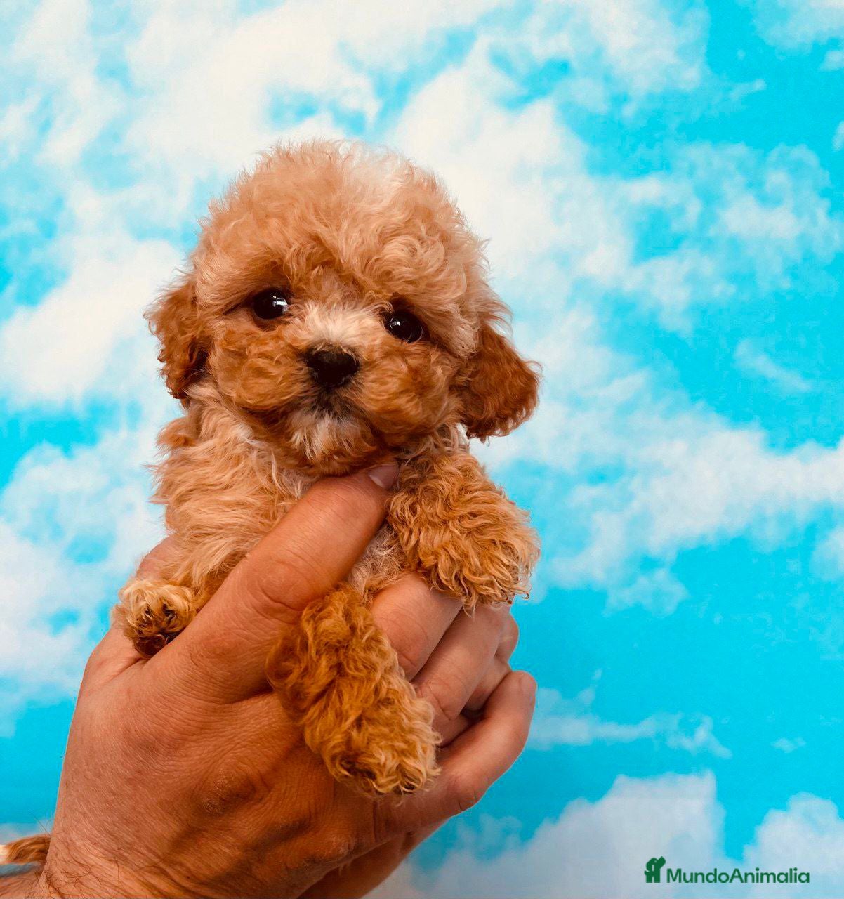 Caniche Toy perros Cachorros línea asiática 💯 - Anuncio 1