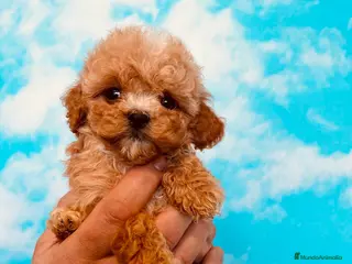 Caniche Toy perros Cachorros línea asiática 💯 - Anuncio 1