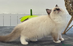Ragdoll gatos en venta: Camada Ragdoll - Imagen 10