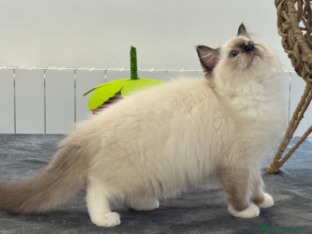 Ragdoll gatos en venta: Camada Ragdoll - Imagen 10