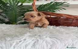 Maltipoo perros en venta: MALTIPOO - Imagen 7