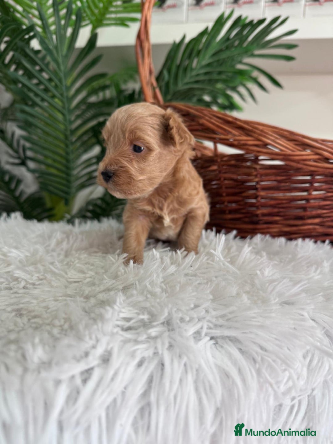 Maltipoo perros en venta: MALTIPOO - Imagen 7