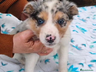 Border Collie perros Border collie - Anuncio 1