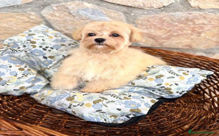Maltipoo perros - Propaganda 1