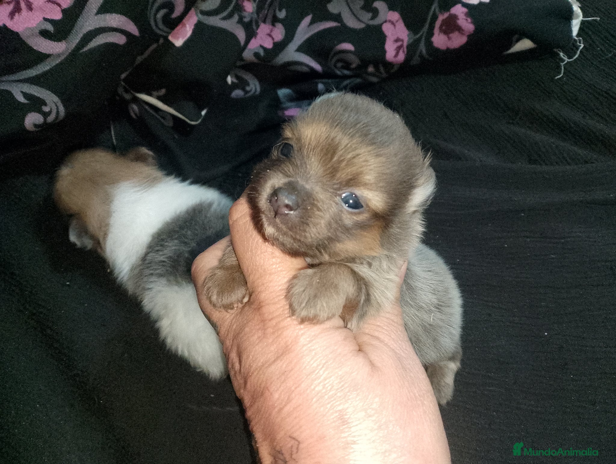 Pomerania perros ✨ Pareja de maltipom - Anuncio 19