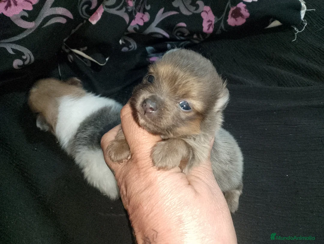 Pomerania perros en venta: ✨ Pareja de maltipom no envío recoger en Córdoba  - Anuncio 1