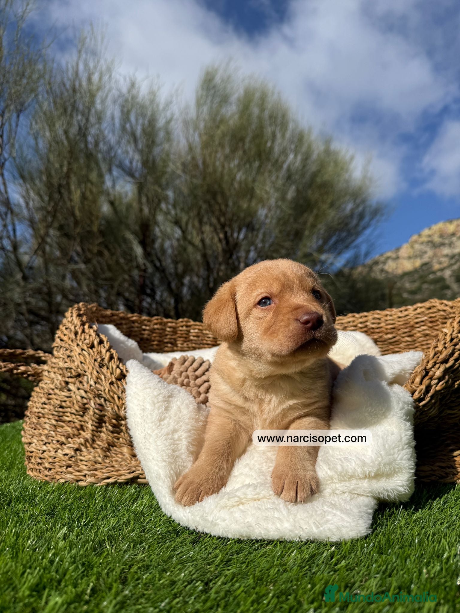 Labrador Retriever perros LABRADOR AMARILLO - Anuncio 1