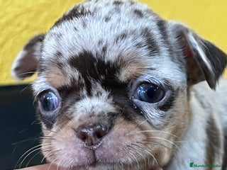 Chihuahua perros en Barcelona - Anuncio 4