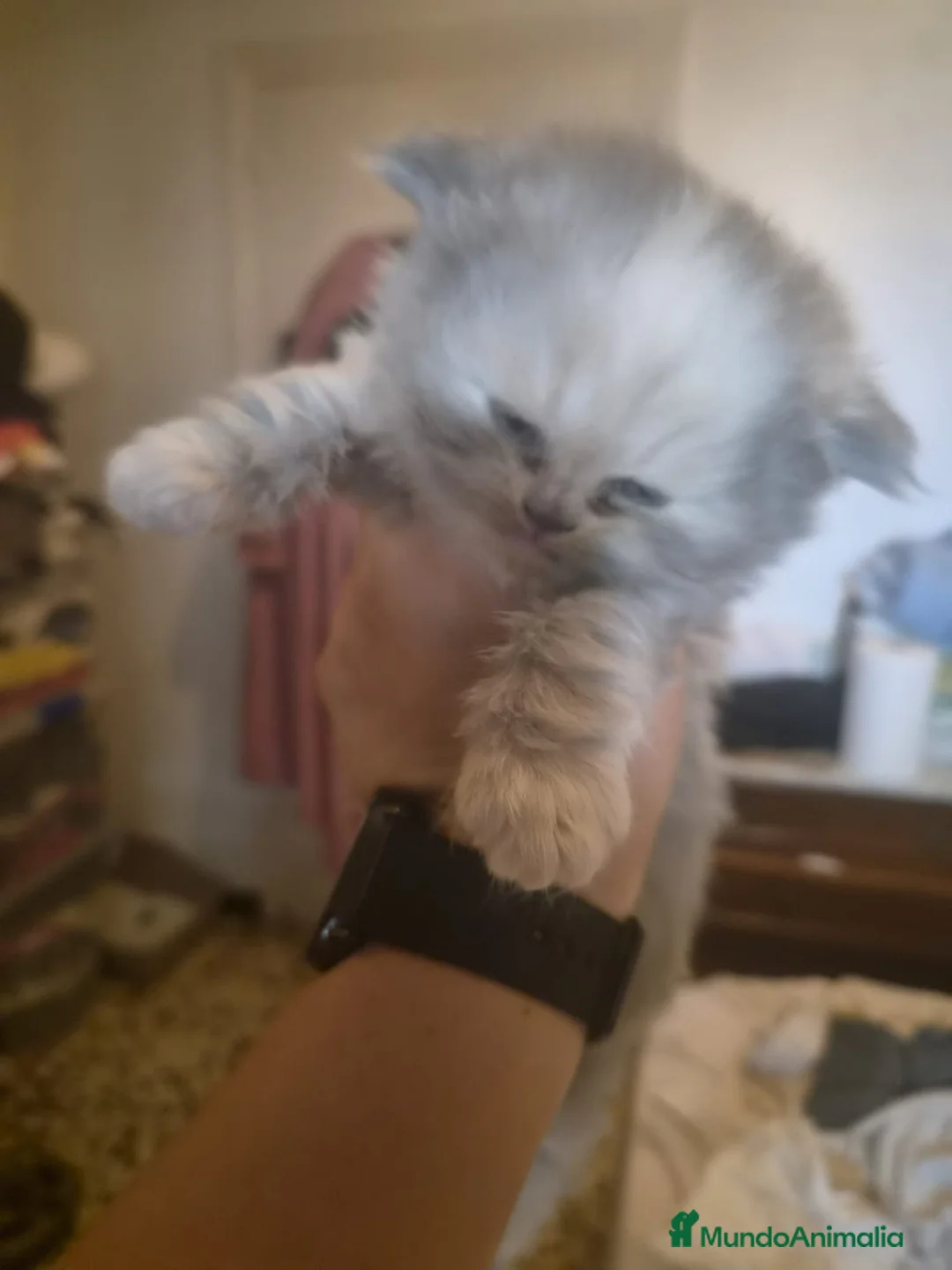 Persa gatos en venta: Gatos persas  - Anuncio 11