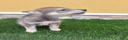 Perro Lobo de Saarloos perros en venta: Camada de Perro lobo Iberico impresionantes  - Anuncio 12