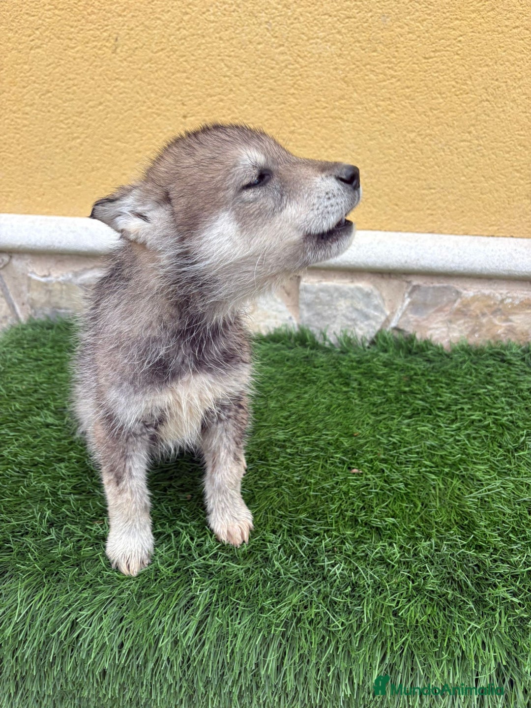 Perro Lobo de Saarloos perros en venta: Camada de Perro lobo Iberico impresionantes  - Anuncio 12