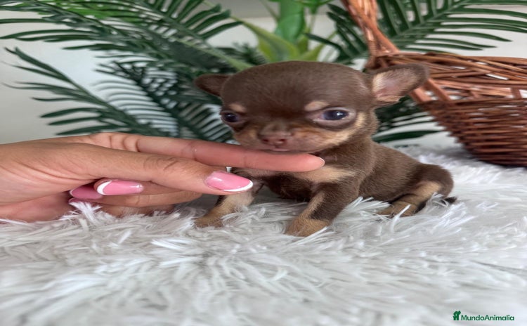 Chihuahua perros - Anuncio 1