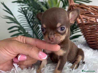 Chihuahua perros - Anuncio 21