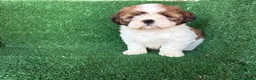 Shih Tzu perros en venta: shih tzu - Anuncio 3