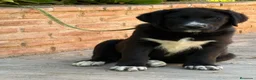 Mastín Español perros en venta: Cachorros líneas funcionales  - Anuncio 4