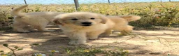 Golden Retriever perros en venta: Machos de Golden Retriever - Anuncio 5