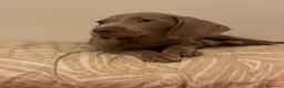 Weimaraner perros en venta: Braco de Weimar  - Anuncio 3