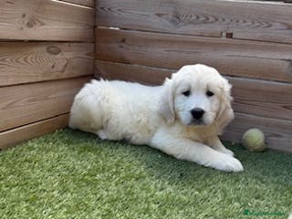 Golden Retriever perros GOLDEN - Anuncio 12