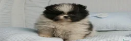 Pomerania perros en venta: CACHORROS DE POMERANIA  - Anuncio 11