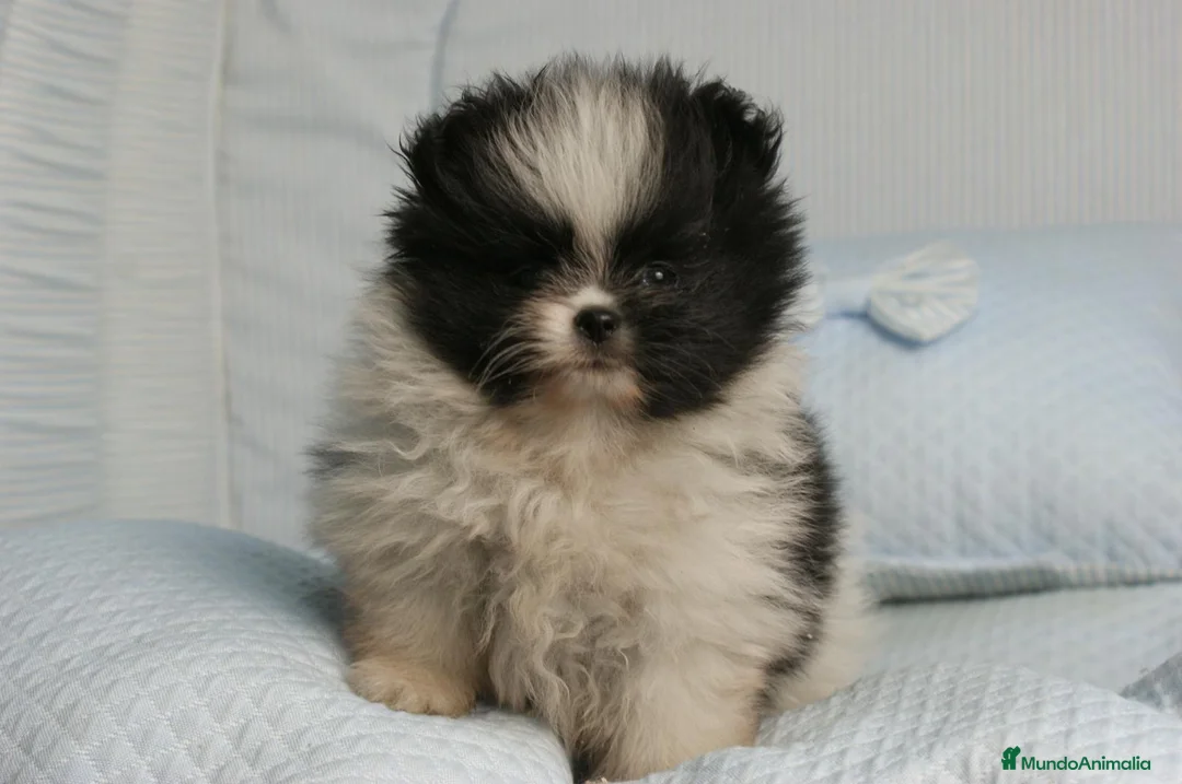 Pomerania perros en venta: CACHORROS DE POMERANIA  - Anuncio 2
