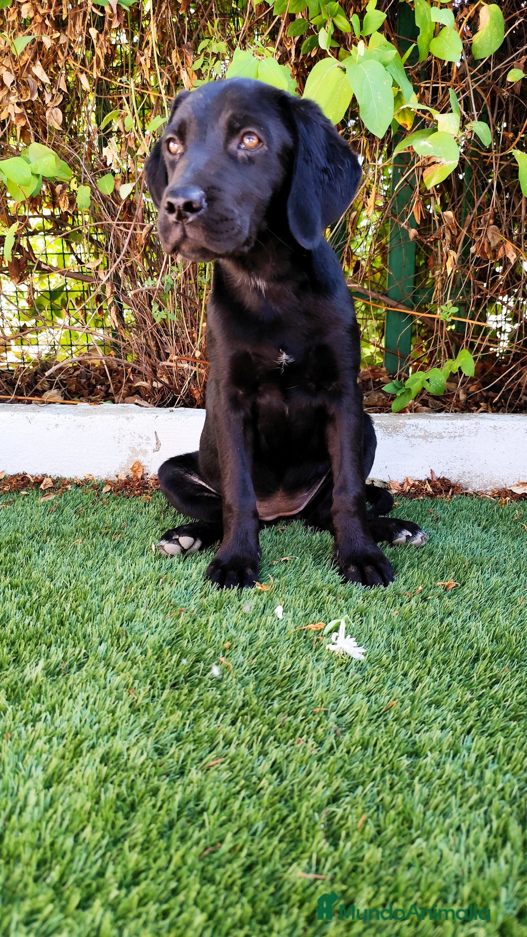 Labrador Retriever perros en venta: Labradora negra hembra  - Imagen 2