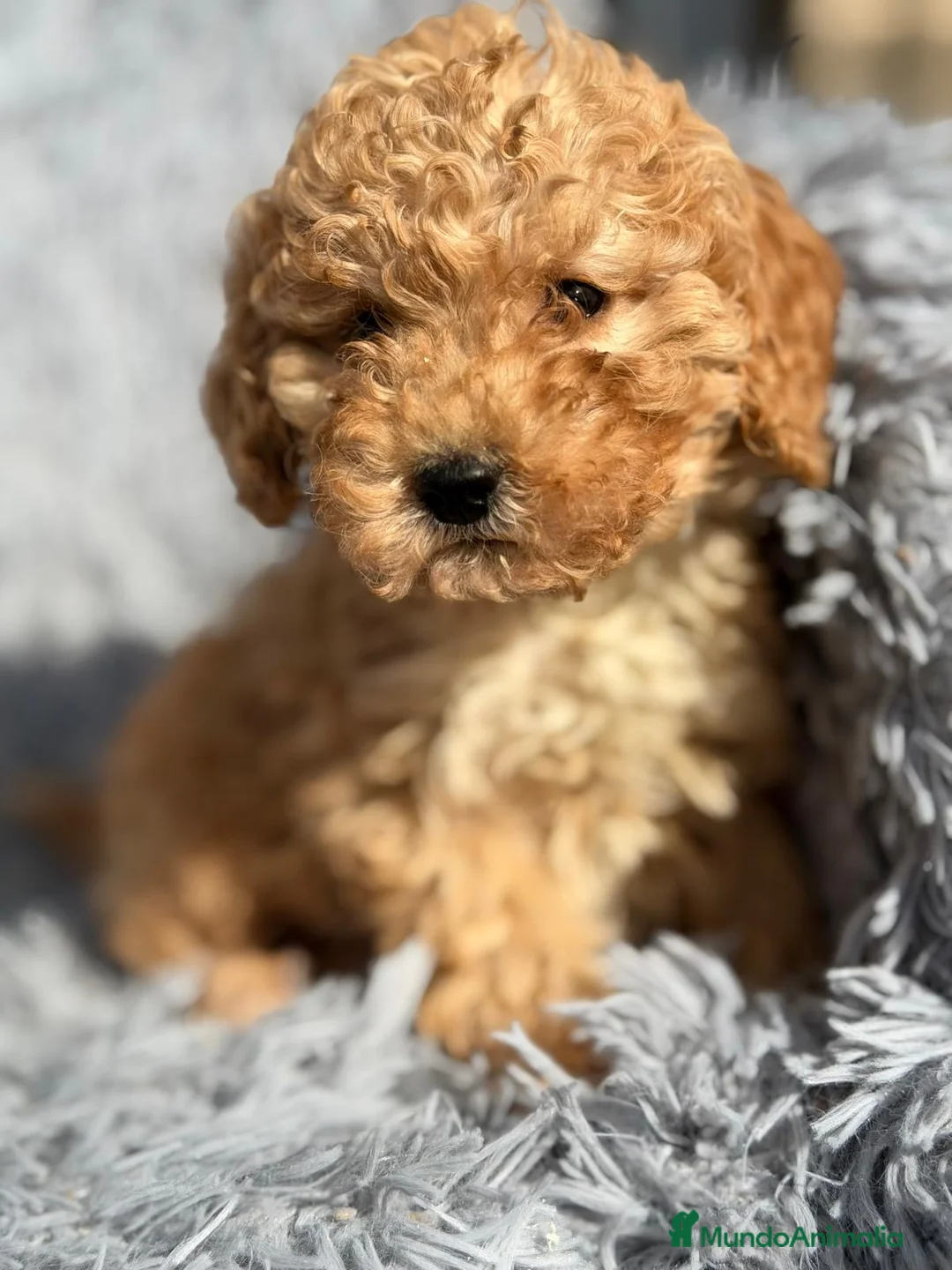 Maltipoo perros en venta: MALTIPOO MACHOS DISPONIBLES - Anuncio 4