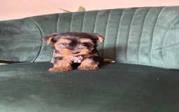 Yorkshire Terrier perros en venta: yorkshire  - Imagen 4