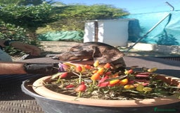 Teckel Miniatura perros en venta: Macho de Teke  - Anuncio 5