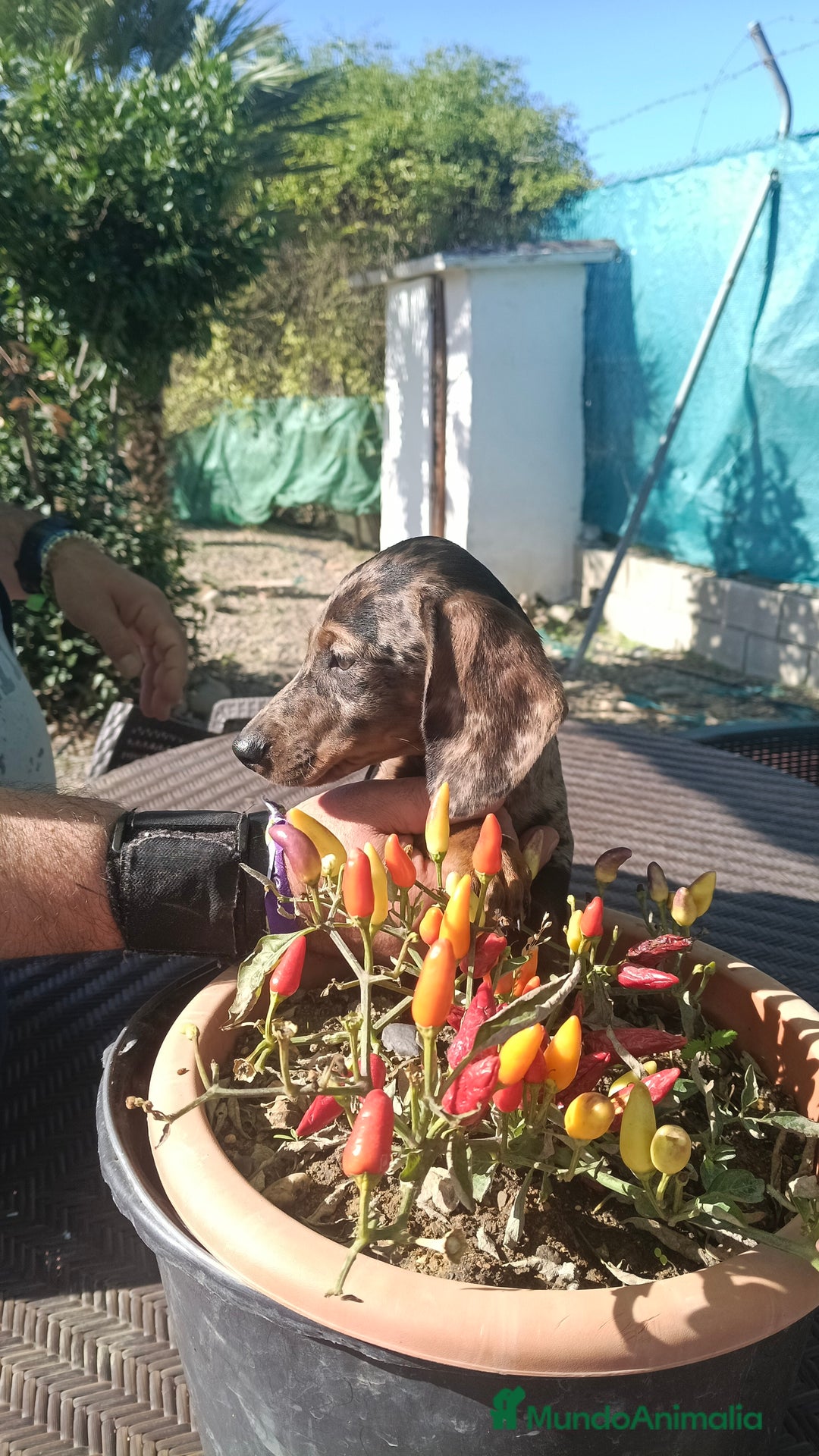 Teckel Miniatura perros en venta: Macho de Teke  - Anuncio 5