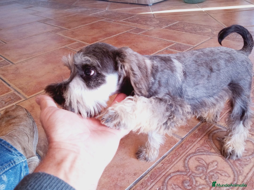 Schnauzer Miniatura perros en venta: Hembrita de Schnauzer negro/plata  - Anuncio 12