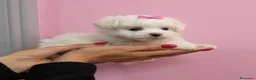 Bichón Maltés perros en venta: Bichón Maltés preciosos en Barcelona - Anuncio 3