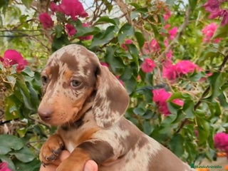 Teckel Miniatura perros Teckels miniatura - Anuncio 1